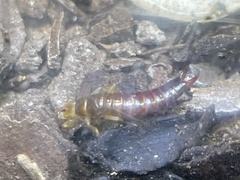 Euborellia annulipes