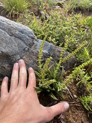 Crassula