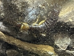 Euborellia annulipes