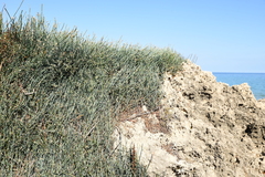 Ephedra foeminea