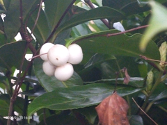 Symphoricarpos albus