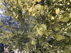 Phoradendron leucarpum