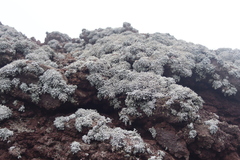 Stereocaulon vesuvianum