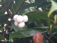 Symphoricarpos albus