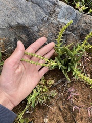 Crassula