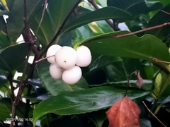 Symphoricarpos albus