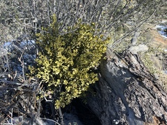 Phoradendron leucarpum
