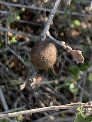 Burnettweldia washingtonensis