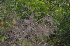 Machaerium isadelphum