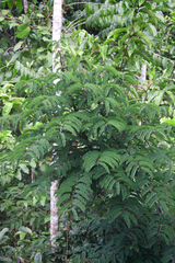 Machaerium isadelphum