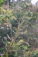 Machaerium isadelphum
