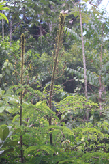 Machaerium isadelphum