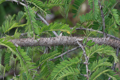 Machaerium isadelphum