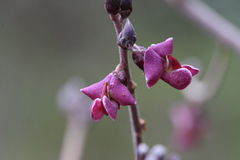 Machaerium isadelphum