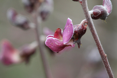 Machaerium isadelphum