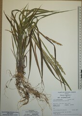 Elymus curvatus