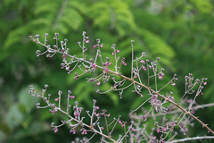 Machaerium isadelphum