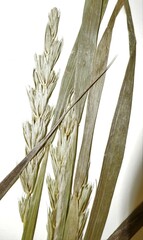 Elymus curvatus