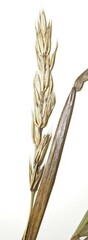 Elymus curvatus