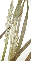 Elymus curvatus