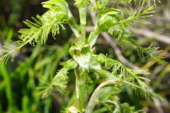 Bipinnula plumosa