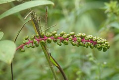 Phytolacca rivinoides