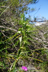 Bipinnula plumosa