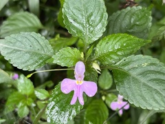 Impatiens hochstetteri