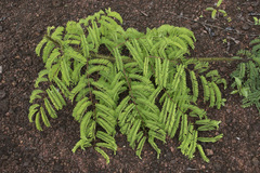 Machaerium isadelphum