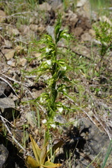 Bipinnula plumosa