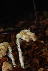 Monotropa hypopitys hypopitys