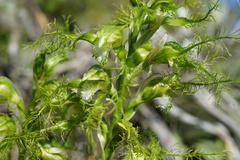 Bipinnula plumosa