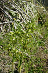 Bipinnula plumosa