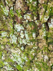 Lepraria finkii