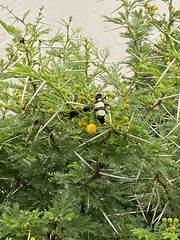 Hycleus oculatus