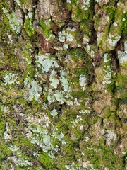 Lepraria finkii