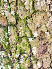Lepraria finkii