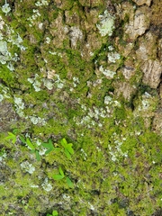 Lepraria finkii