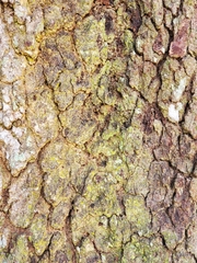 Lepraria finkii