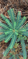 Phyllanthus