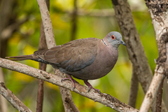 Streptopelia decipiens
