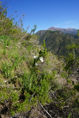 Chloraea galeata