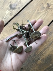 Psilocybe serbica