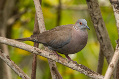 Streptopelia decipiens