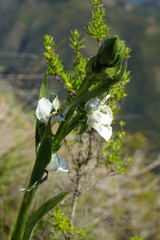 Chloraea galeata