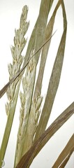 Elymus curvatus