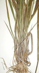 Elymus curvatus