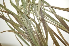 Elymus curvatus
