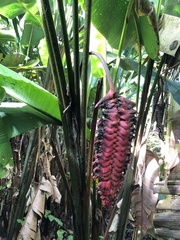 Heliconia mariae