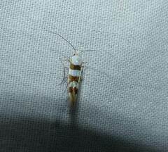 Argyresthia